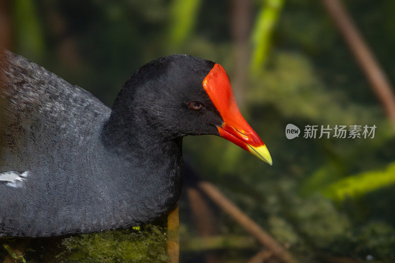 普通鸡蛋花，(Gallinula galeata)，美洲鸡蛋花。